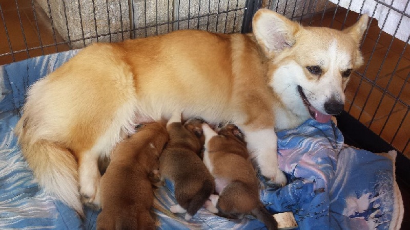 Helvie Kings - Welsh Corgi Pembroke - Portée née le 18/06/2015